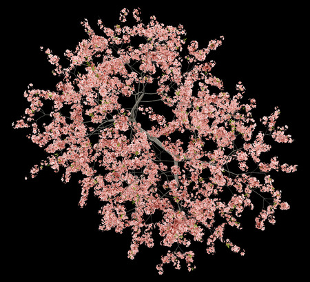 top view of flowering peach tree isolated on black background. 3d illustrationの写真素材