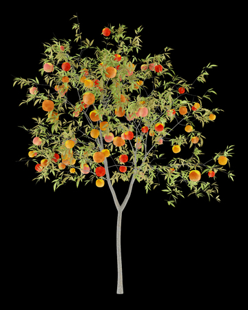 peach tree with peaches isolated on black background. 3d illustrationの写真素材