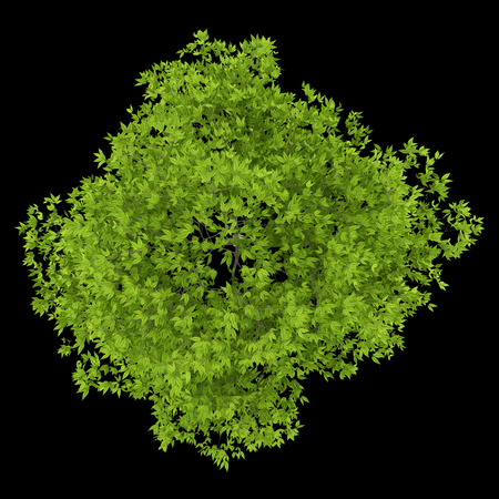 top view of cherry tree isolated on black background. 3d illustrationの写真素材