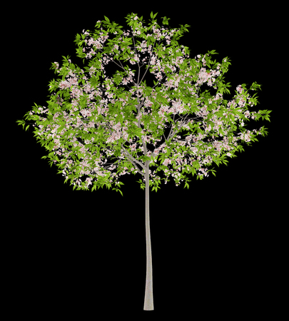 flowering cherry tree isolated on black background. 3d illustrationの写真素材