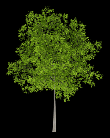 cherry tree isolated on black background. 3d illustrationの写真素材