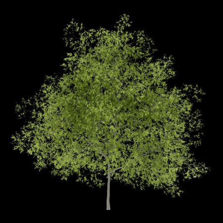 peach tree isolated on black background. 3d illustrationの写真素材