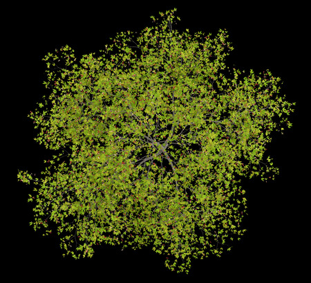 top view of cherry tree with cherries isolated on black background. 3d illustrationの写真素材