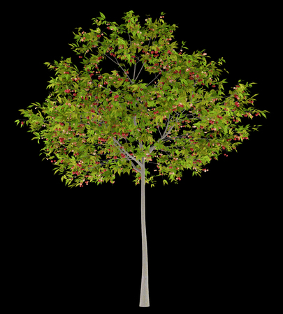 cherry tree with cherries isolated on black background. 3d illustrationの写真素材