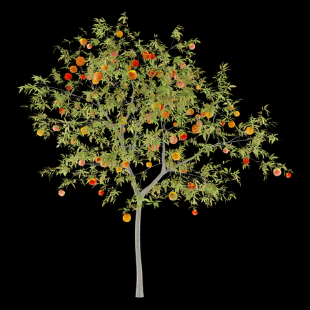 peach tree with peaches isolated on black background. 3d illustrationの写真素材
