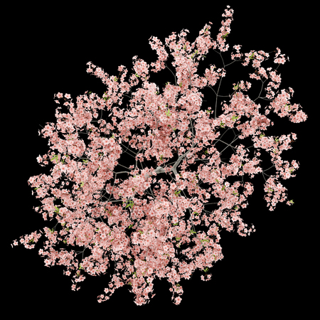 top view of flowering peach tree isolated on black background. 3d illustrationの写真素材