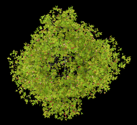 top view of cherry tree with cherries isolated on black background. 3d illustrationの写真素材