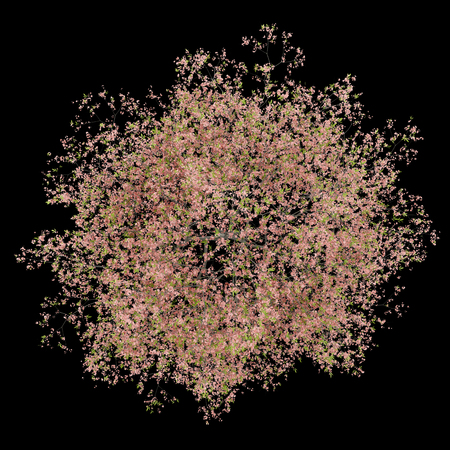 top view of flowering peach tree isolated on black background. 3d illustrationの写真素材