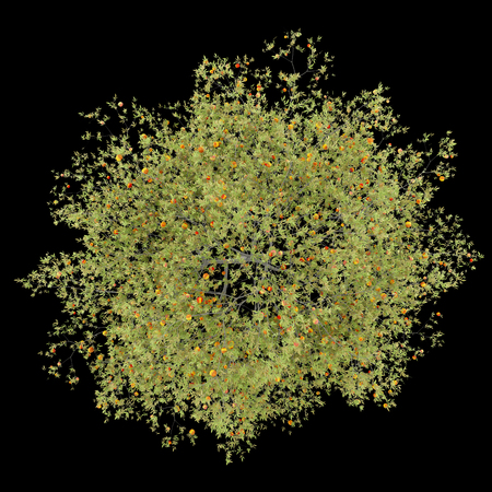 top view of peach tree with peaches isolated on black background. 3d illustrationの写真素材