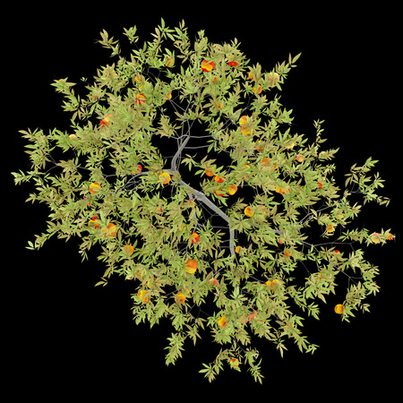 top view of peach tree with peaches isolated on black background. 3d illustrationの写真素材