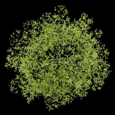 top view of peach tree isolated on black background. 3d illustrationの写真素材