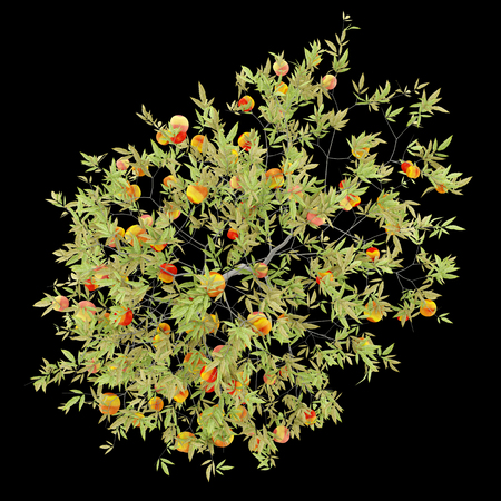 top view of peach tree with peaches isolated on black background. 3d illustrationの写真素材