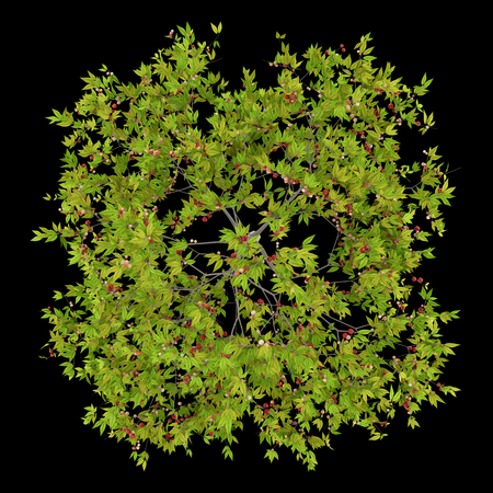 top view of cherry tree with cherries isolated on black background. 3d illustrationの写真素材