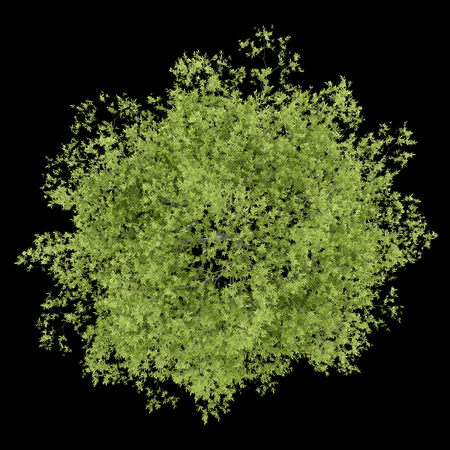 top view of peach tree isolated on black background. 3d illustrationの写真素材