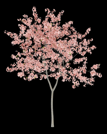 flowering peach tree isolated on black background. 3d illustrationの写真素材
