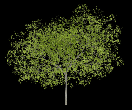peach tree isolated on black background. 3d illustrationの写真素材