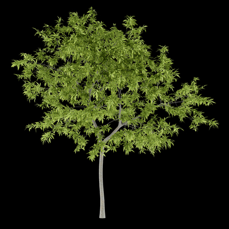 peach tree isolated on black background. 3d illustrationの写真素材