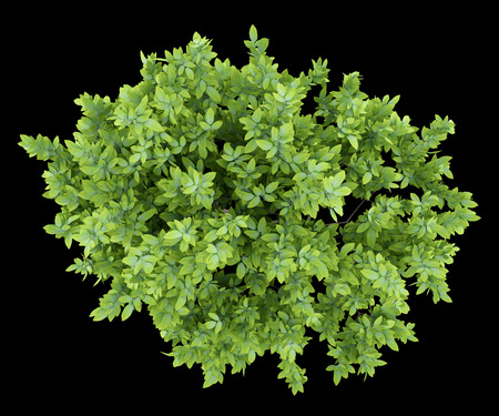 top view of lemon tree isolated on black background. 3d illustrationの写真素材