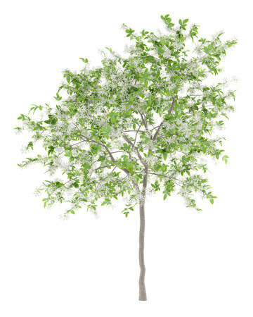 flowering lemon tree isolated on white background. 3d illustrationの写真素材