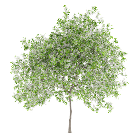flowering lemon tree isolated on white background. 3d illustrationの写真素材