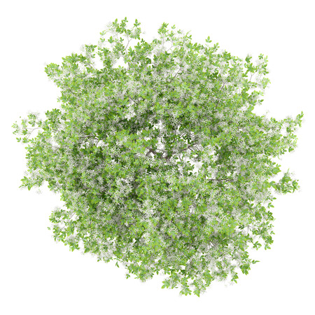 top view of flowering lemon tree isolated on white background. 3d illustrationの写真素材