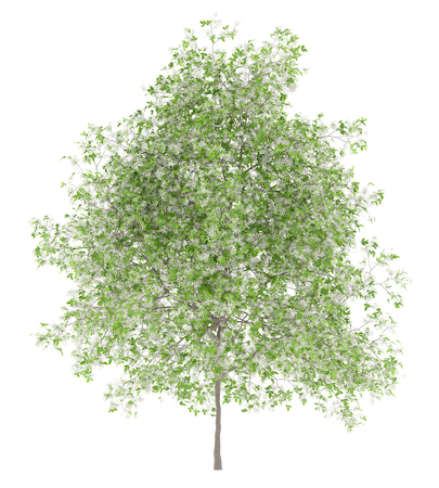 flowering lemon tree isolated on white background. 3d illustrationの写真素材