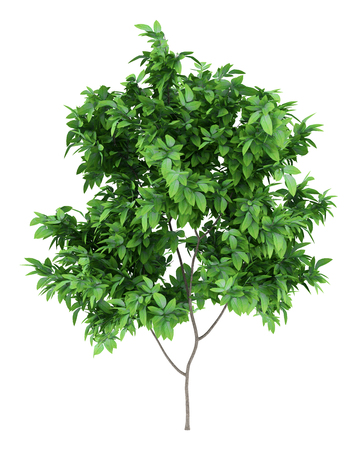 orange tree isolated on white background. 3d illustrationの写真素材