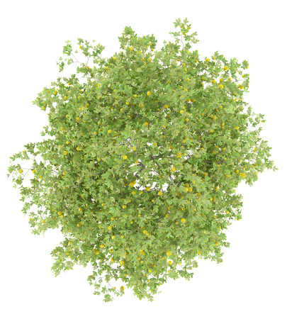 top view of lemon tree with lemons isolated on white background. 3d illustrationの写真素材
