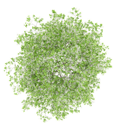 top view of flowering lemon tree isolated on white background. 3d illustrationの写真素材