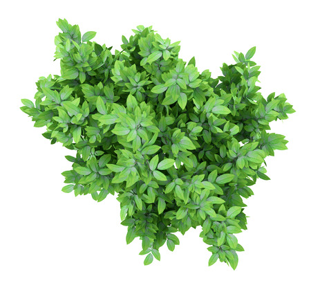 top view of orange tree isolated on white background. 3d illustrationの写真素材