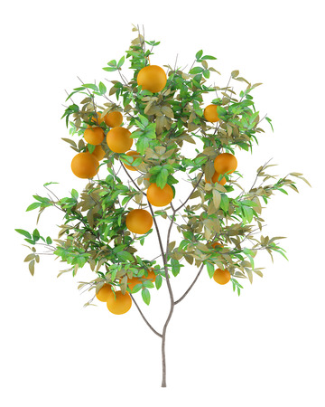 orange tree with oranges isolated on white background. 3d illustrationの写真素材