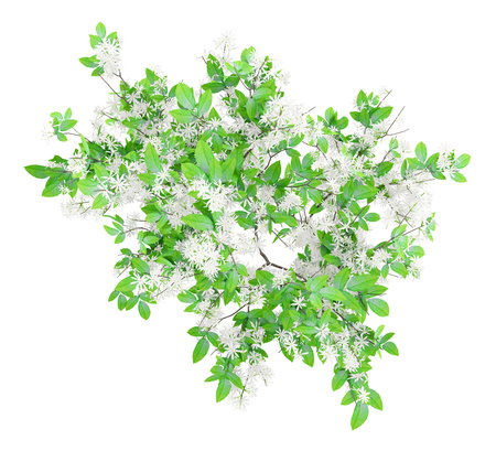 top view of flowering orange tree isolated on white background. 3d illustrationの写真素材