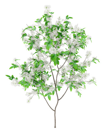 flowering orange tree isolated on white background. 3d illustrationの写真素材