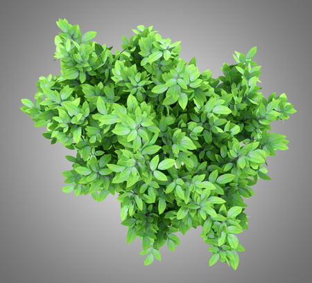 top view of orange tree isolated on gray background. 3d illustrationの写真素材