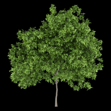 lemon tree isolated on black background. 3d illustrationの写真素材