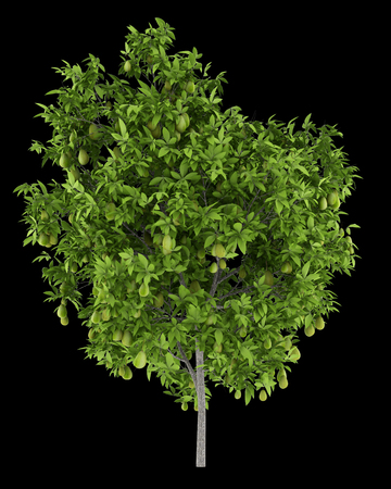avocado tree with avocados isolated on black background. 3d illustrationの写真素材