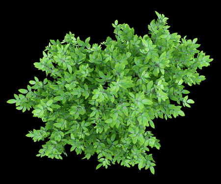 top view of orange tree isolated on black background. 3d illustrationの写真素材