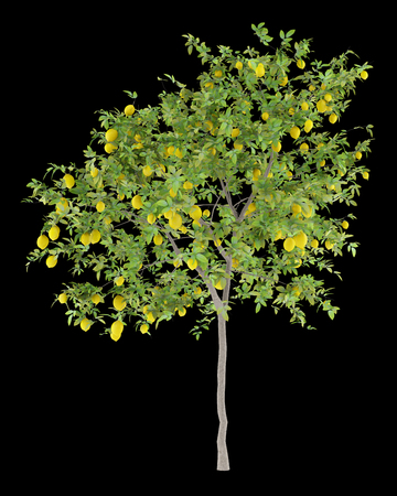 lemon tree with lemons isolated on black background. 3d illustrationの写真素材