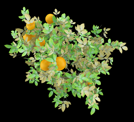 top view of orange tree with oranges isolated on black background. 3d illustrationの写真素材