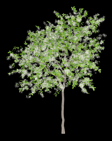 flowering lemon tree isolated on black background. 3d illustrationの写真素材