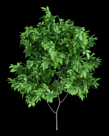 orange tree isolated on black background. 3d illustrationの写真素材