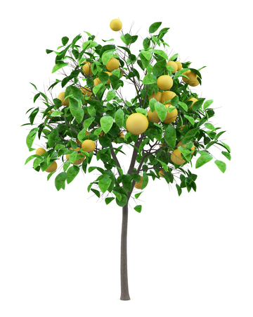 Grapefruit tree with grapefruits isolated on whiteの写真素材