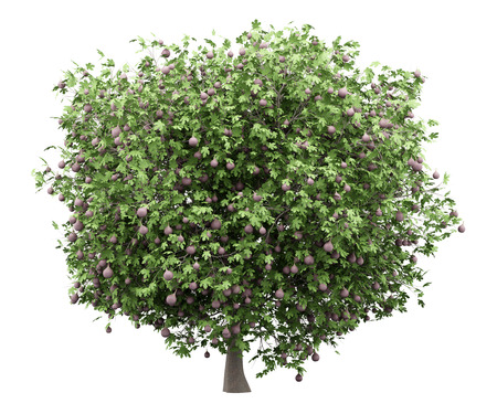 Common fig tree with figs isolated on whiteの写真素材