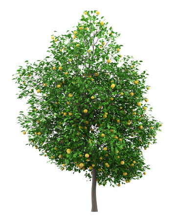 Grapefruit tree with grapefruits isolated on whiteの写真素材