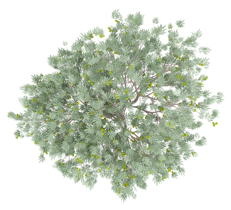 olive tree with olives isolated on white background. top view. 3d illustrationの写真素材