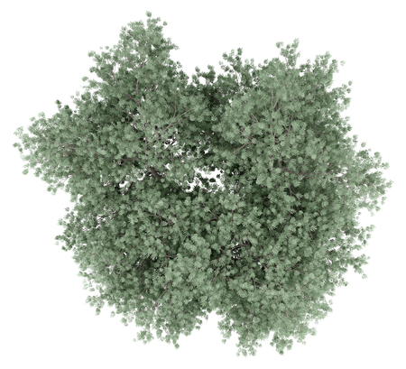 olive tree isolated on white background. top view. 3d illustrationの写真素材