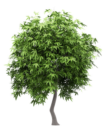 mango tree isolated on white background. 3d illustrationの写真素材