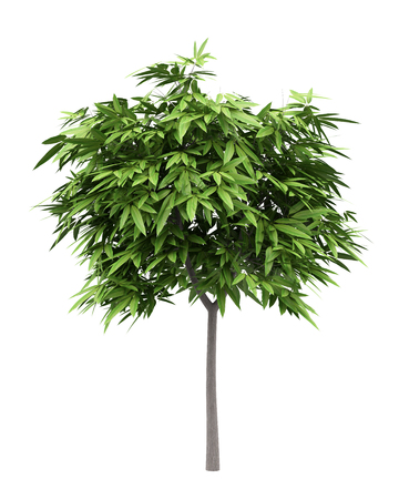 mango tree isolated on white background. 3d illustrationの写真素材