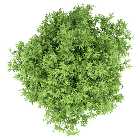 mango tree isolated on white background. top view. 3d illustrationの写真素材