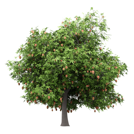 mango tree with mango fruits isolated on white background. 3d illustrationの写真素材